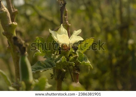Close up of Okra flower.Beautiful yellow okra flower. Lady Fingers Flower. Yellow flower of Lady Fingers on Plant. Okra vegetable. With Selective Focus on the Subject.