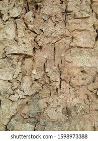 Close up the old bark surface of the tree.