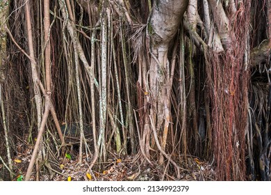 Close Up Of Old Bot Or Banyan Tree Big Roots