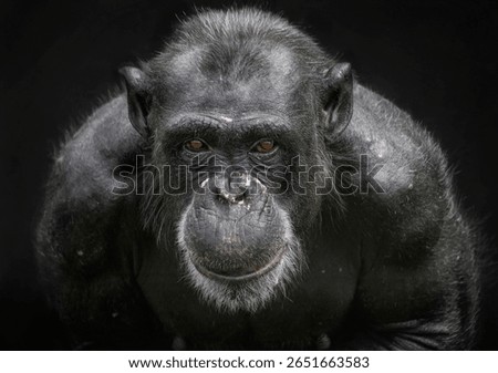 A close up of an old Chimp (Chimpanzee)