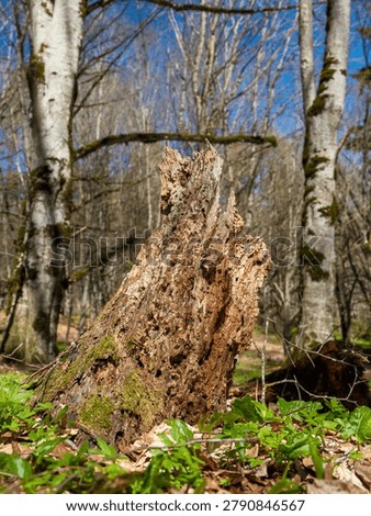 Close up of an old decaying tree stump covered with green moss in Sabaduri forest, Georgia, rotting textured wood on a sunny spring day with tall trees in the background.