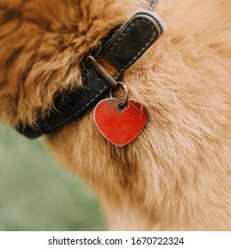 Close Up Of An Old Dog Collar With Id Tag On A Red Dog
