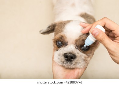 Close Up Old Dog With Women Hand Vet Treats Eye