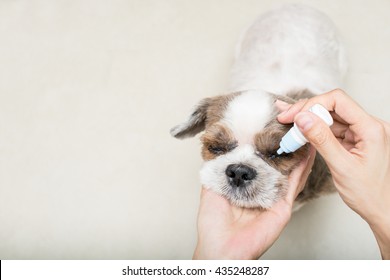 Close Up Old Dog With Women Hand Vet Treats Eye,with Space