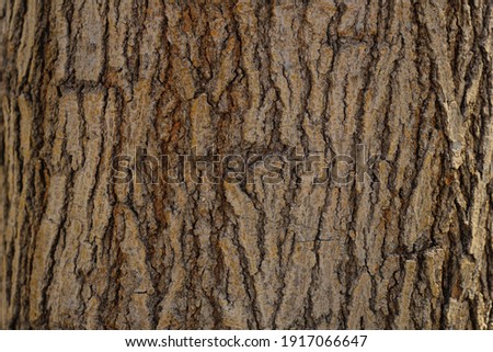 close up Old dry tree brown bark background and texture