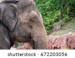 Close up of old elephant. Busch Garden Tampa Florida