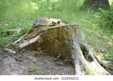 Close Old Giant Tree Stump Woods Stock Photo (Edit Now) 2125432211