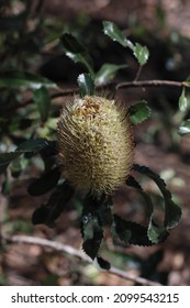 Close Up Of Old Man Banksia Flower