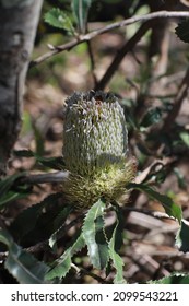 Close Up Of Old Man Banksia Flower