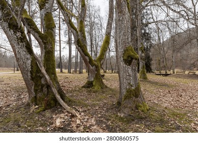 Close up of an old moss-covered fallen tree log lying on a slope with dry brown leaves in a bare spring or autumn park.