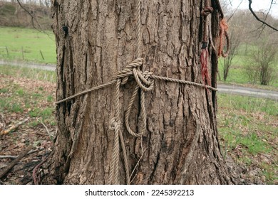 Close up of an old rope tied around a tree.                                