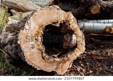 Close up of old rotten tree stump