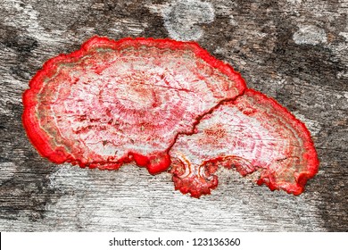 Close Up Of An Old Rough Wood Background Texture With Red Mildew