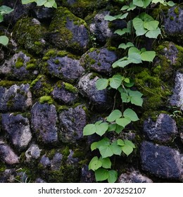 Close Up Old Stone Wall Covered With Moss And Vines, In Japan