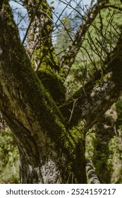 Close up of the old tree trunk covered with moss. Portrait photo 