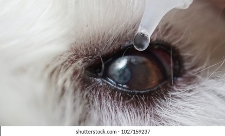 Close up old west highland white terrier dog with women hand vet treats eye.