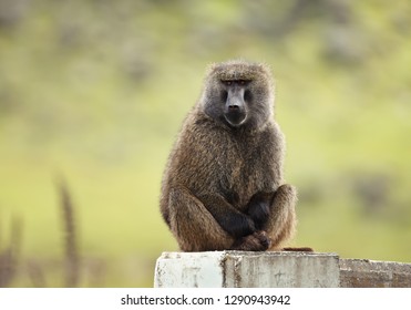 Close up of an olive baboon (Papio anubis) sitting on concrete post against green background, Ethiopia.