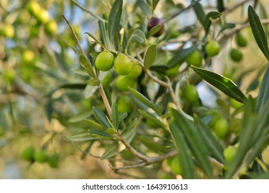 Close up of olive fruit (Olea europaea) ripening on a branch. - Shutterstock ID 1643910613