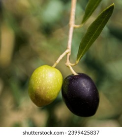 A close up of olives on a branch of olive tree in Sicily, Italy