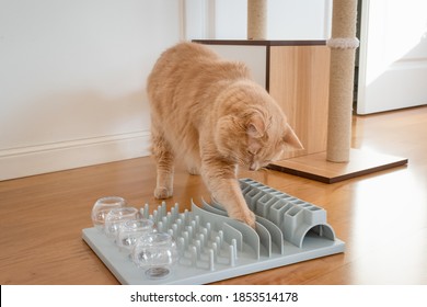 Close Up On A Adorable Cat Trying To Catch A Crunch. Funny Kitty Playing With Crunchy. Cat With A Challenging Toys For Feline. Stimulating Treats Games For Kitten. Cats While Playing With Dry Food. 