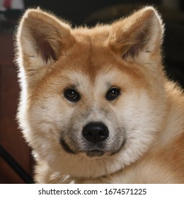 Close On Akita Inu Dog Puppy Stock Photo 1674571225 | Shutterstock