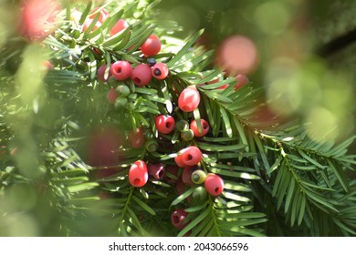 Close Up On Aril. Evergreen Busch, Taxus Baccata. False Red Berries.