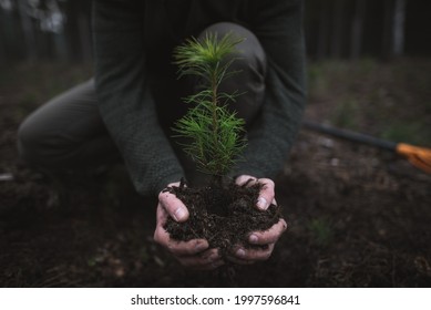 Close up on a beautiful young green pine seedling holding in a young man's hands on a dark background in the forest. Pinus sylvestris. Forest work.