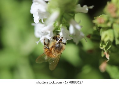 A close up on a bee as it gets its work done.