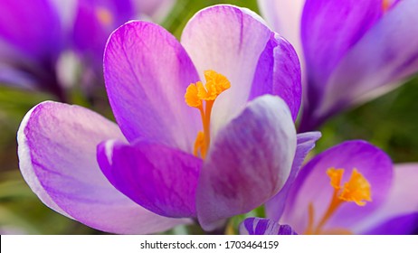 close up on bicolour purple-white crocuses Vanguard in springtime, deep orange pistil and stamens are visible
