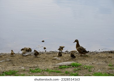 A close up on a big brown and black duck with a flock of small ducklings grazing, looking for food, seen on a sandy coast next to a lake or river on a gloomy summer day in Poland - Powered by Shutterstock