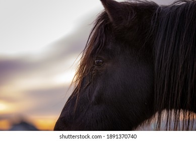 Close Up On A Black Canadian Quarter Horse Poney. Eyes And Mane In A Winter Sunset.