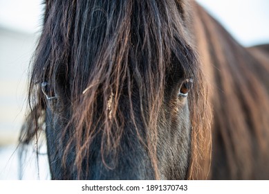 Close Up On A Black Canadian Quarter Horse Poney. Eyes And Mane In A Winter Sunset.