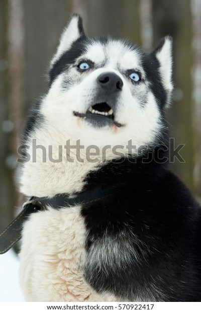 美しいハスキー犬の青い目の接写 シベリアン ハスキー犬が屋外にいる 冬の自然のシベリアンハスキーのポートレート の写真素材 今すぐ編集