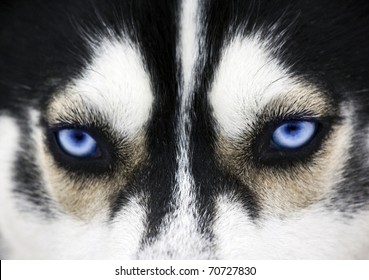 Close Up On Blue Eyes Of A Dog