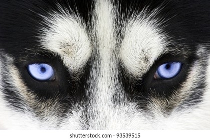 Close Up On Blue Eyes Of A Dog