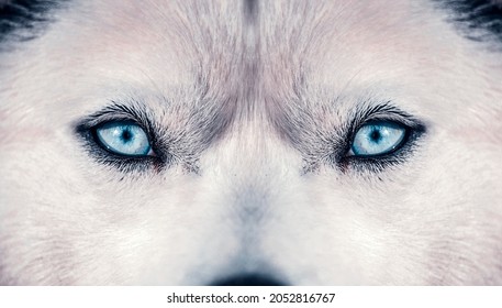 Close up on blue eyes of a husky dog