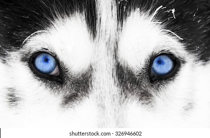 Animaux Yeux Images Stock Photos Vectors Shutterstock