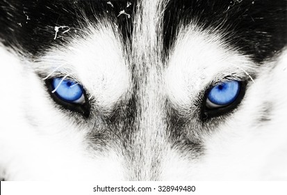 Close up on blue eyes of a husky dog - Shutterstock ID 328949480