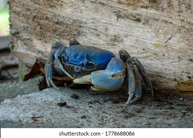 Close Up On The Blue Land Crabs In Colombia Live In Burrows, And Eat Primarily Leaves And Other Vegetation