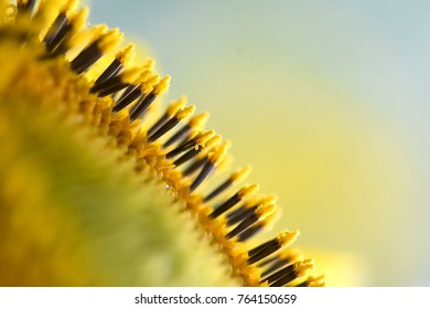 Close Up On Bright Yellow Sunflowers Pollen. Macro View 