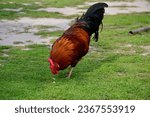 A close up on a brown, grey, red, and orange hen or chicken grazing, looking for food and walking on a vast paddock overgrown with grass, herbs and other flora seen on a sunny summer day in Poland