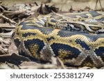 close up on a Burmese Python snake, Python bivittatus, rolled up and static on the ground.