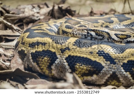 close up on a Burmese Python snake, Python bivittatus, rolled up and static on the ground.