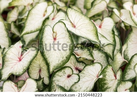 Close up on Caladium leaves. This cultivar is the Caladium white wonder. This plant is native to South America but it has become a popular houseplant worldwide.