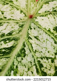 Close Up On A Caladium 