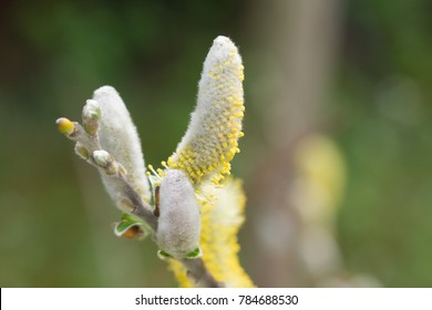 close up on the catkins Salix hookeriana,  also known as dune willow, hooker's willow and coastal willow