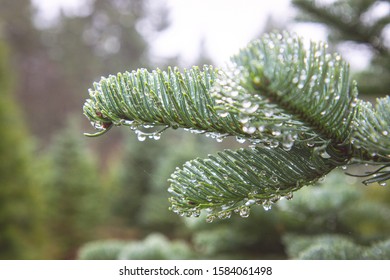 A Close Up On A Christmas Tree Limb With Rain On It In A Christmas Tree Farm