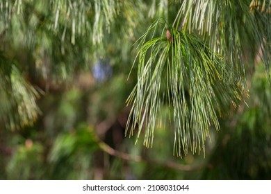 Close On A Cluster Of Cones, Part Of The Longleaf Pine Tree Known For Its Endurance And Long Life.