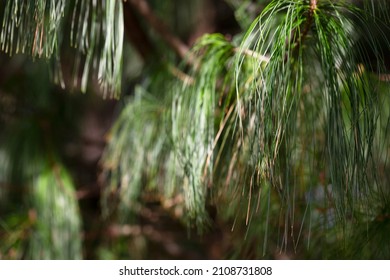 Close On A Cluster Of Cones, Part Of The Longleaf Pine Tree Known For Its Endurance And Long Life.