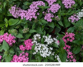 Close up on clusters of white and pink Pentas flower (Pentas lanceolata) - Powered by Shutterstock